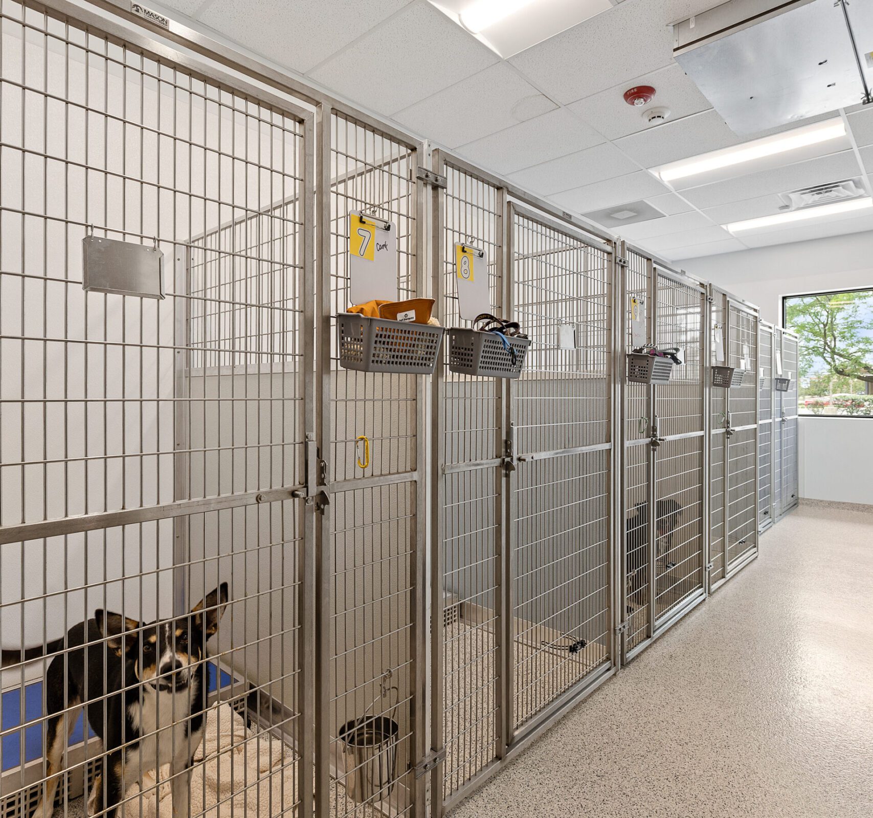 Kennel run with dog image.